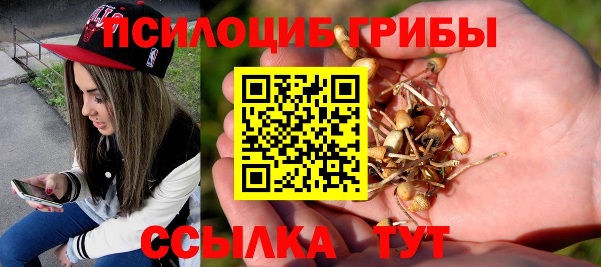 Железногорск  Псилоцибиновые грибы Psilocybine cubensis  Вход с VPN  Галлюциногенные грибы Psilocybe 